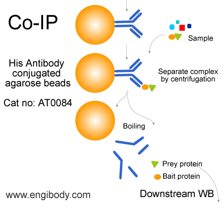 Anti-His tag Mouse mAb conjugated Agarose Beads