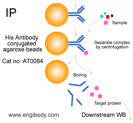 Anti-His tag Mouse mAb conjugated Agarose Beads