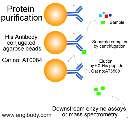 Anti-His tag Mouse mAb conjugated Agarose Beads