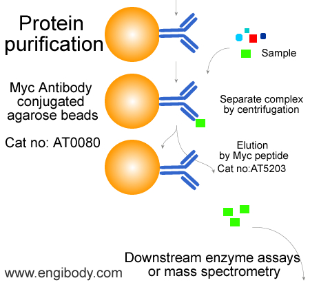 Anti-Myc tag Mouse mAb conjugated Agarose Beads