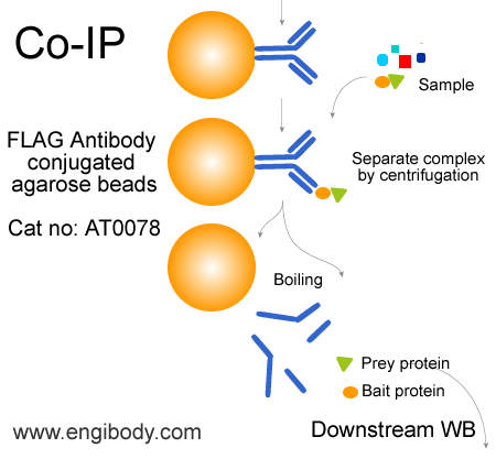 flag antibody conjugated agarose beads Co-IP AT0078