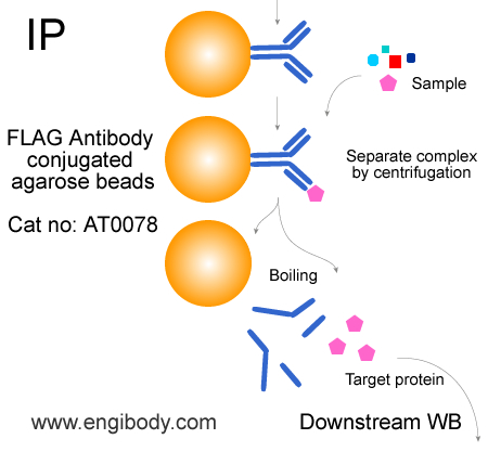 Anti-FLAG tag Agarose Beads for IP