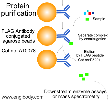 flag antibody conjugated agarose beads protein purification AT0078