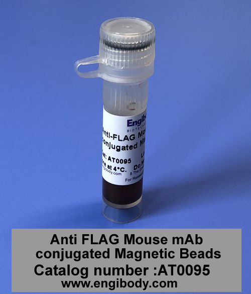 Anti-DYKDDDDK (FLAG) tag Mouse mAb conjugated Magnetic Beads