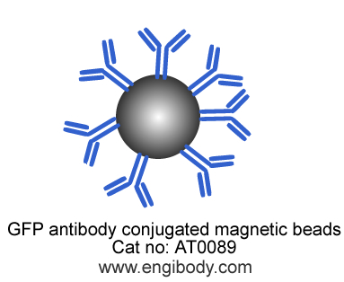 Anti-GFP-Tag Rabbit mAb conjugated Magnetic Beads