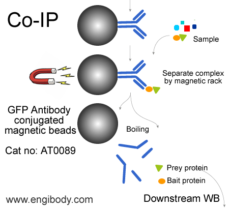 Anti-GFP-Tag Rabbit mAb conjugated Magnetic Beads