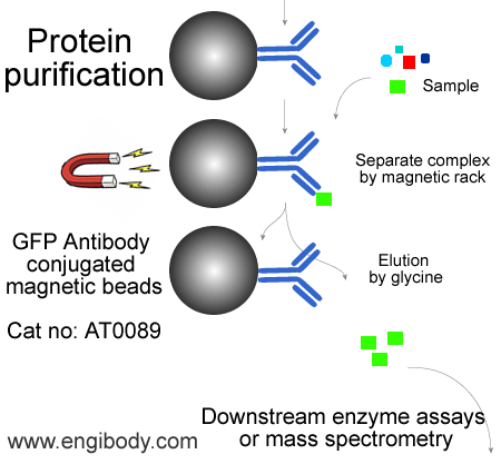 Anti-GFP-Tag Rabbit mAb conjugated Magnetic Beads