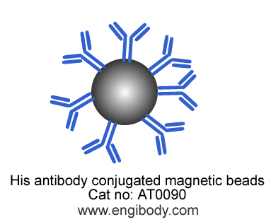 Anti-His tag mouse mAb conjugated Magnetic Beads