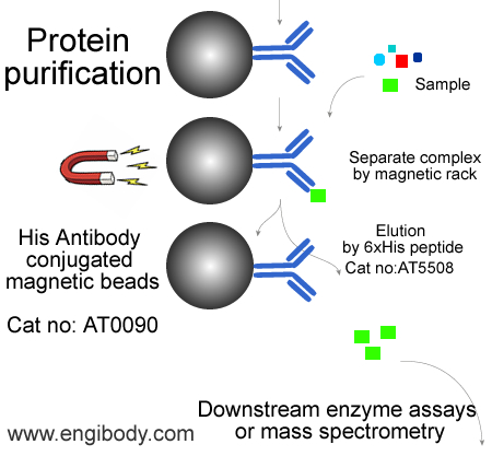 Anti-His tag mouse mAb conjugated Magnetic Beads