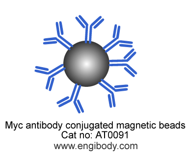 Anti-Myc-Tag Mouse mAb conjugated Magnetic Beads Catalog number :AT0091