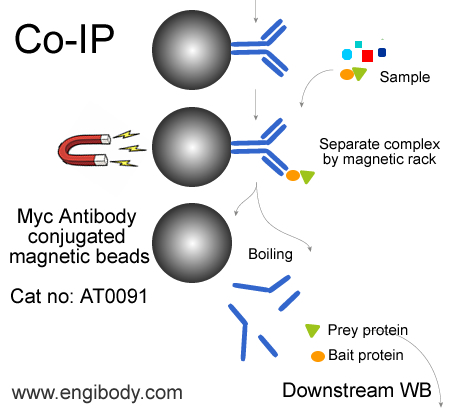 Anti-Myc-Tag Mouse mAb conjugated Magnetic Beads Catalog number :AT0091