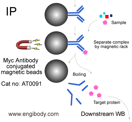 Anti-Myc-Tag Mouse mAb conjugated Magnetic Beads Catalog number :AT0091