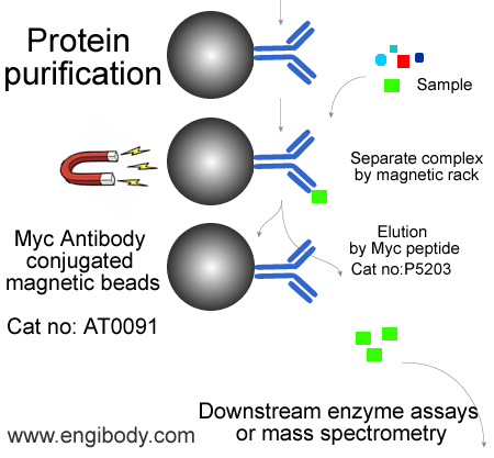 Anti-Myc-Tag Mouse mAb conjugated Magnetic Beads Catalog number :AT0091