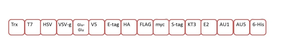 Multi-Tag Positive Control Protein