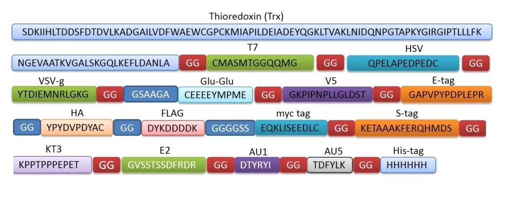 Multi-Tag Positive Control Protein