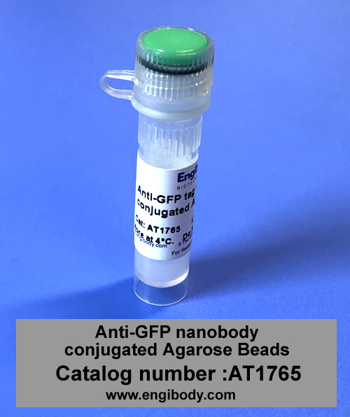 GFP-Catch-Aga Anti-GFP nanobody (VHH) conjugated Agarose Beads