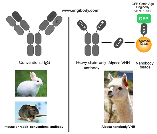 AT1765 anti GFP nanobody(Alpaca-VHH) beads Advantage