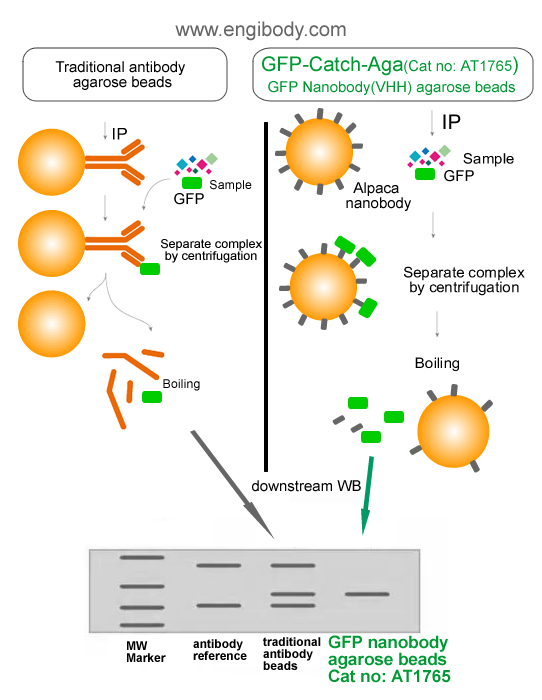 GFP-Catch-Aga anti GFP nanobody Agarose beads benefits