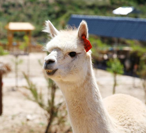 Alpaca pacous