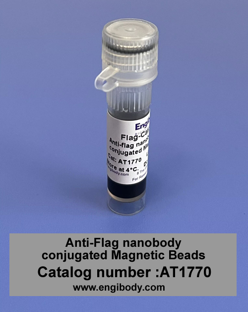 Anti-DYKDDDDK (FLAG) tag nanobody conjugated Magnetic Beads