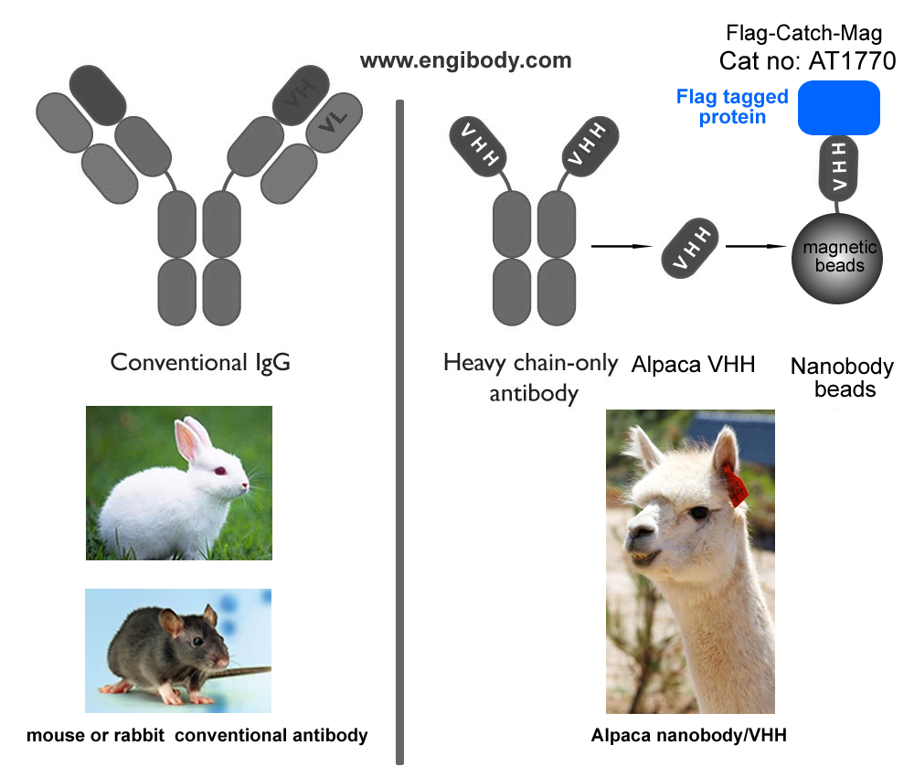 Flag-Catch-Mag Anti-DYKDDDDK (FLAG) tag nanobody conjugated Magnetic Beads