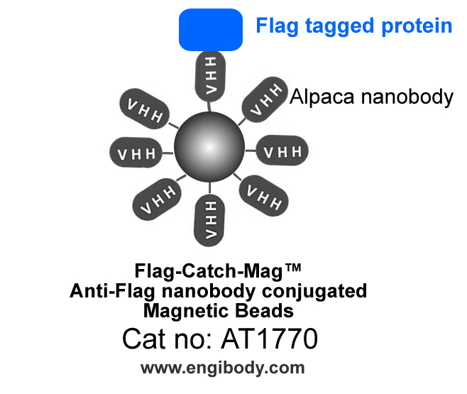 Flag-Catch-Mag Anti-DYKDDDDK (FLAG) tag nanobody conjugated Magnetic Beads