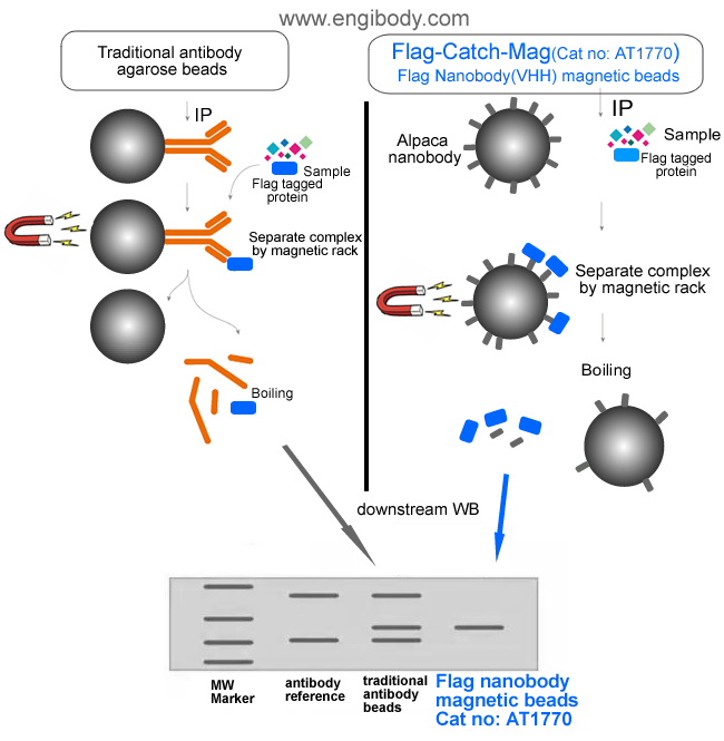 Flag-Catch-Mag Anti-DYKDDDDK (FLAG) tag nanobody conjugated Magnetic Beads