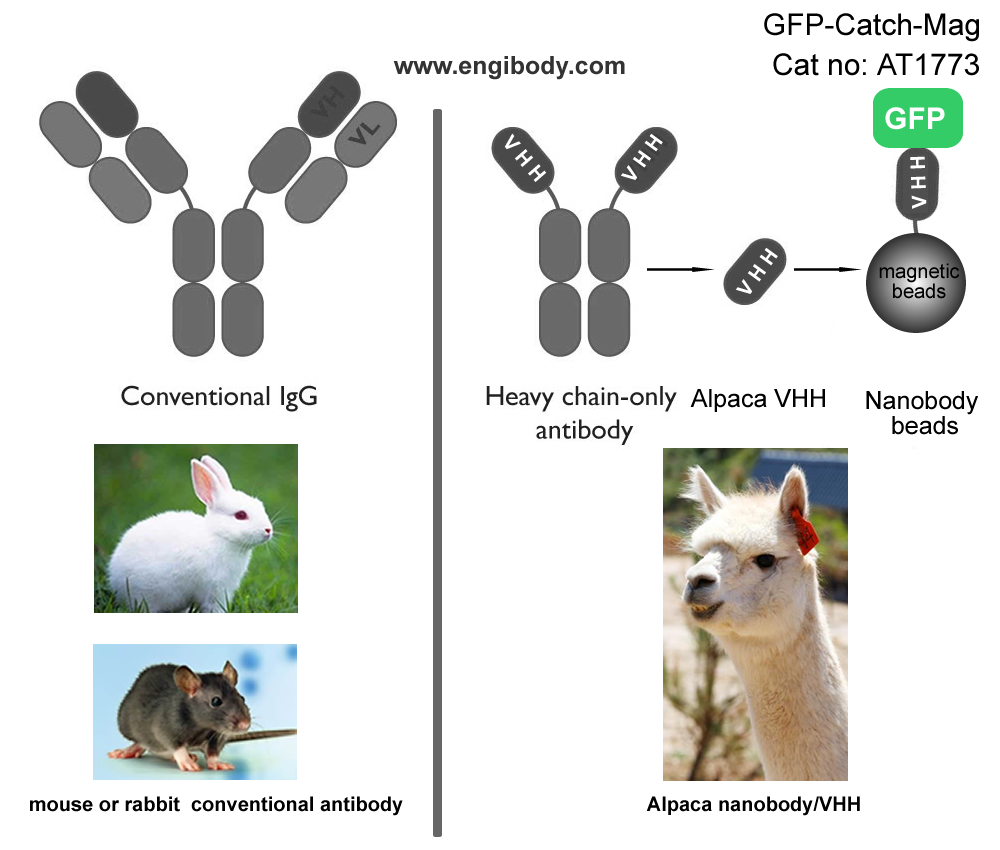 benefits (Alpaca Antibody Advantage)