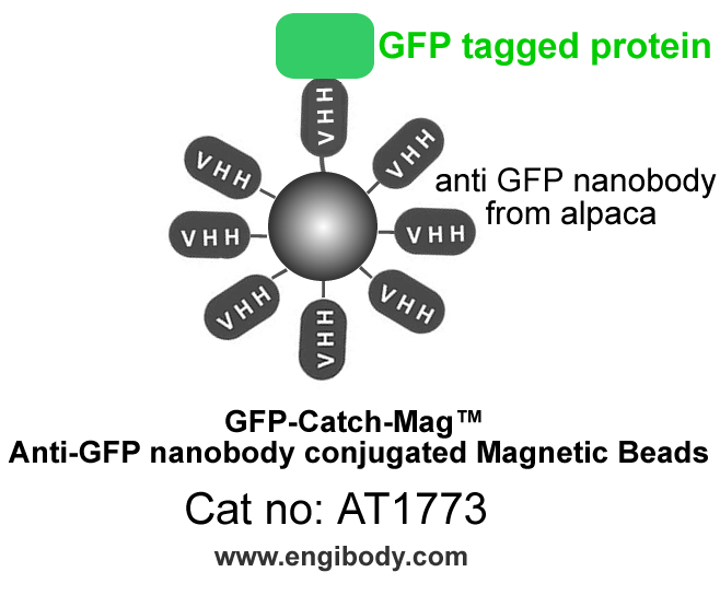 GFP-Catch-Mag™ Anti-GFP nanobody conjugated Magnetic Beads