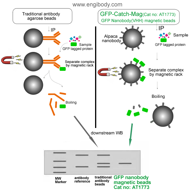 A schematic representation of benefits (no interfering of traditional antibody heavy and light chains)