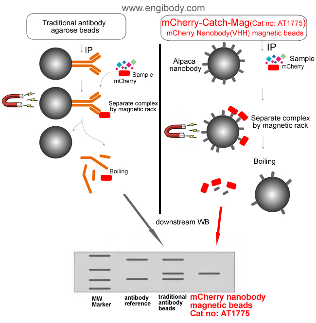 mCherry-Catch-Mag Anti-mCherry tag nanobody conjugated Magnetic Beads