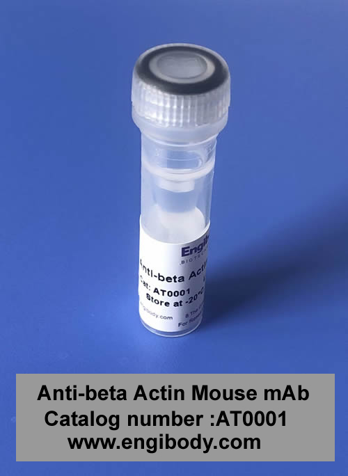 Anti-beta Actin Mouse mAb - Loading Control