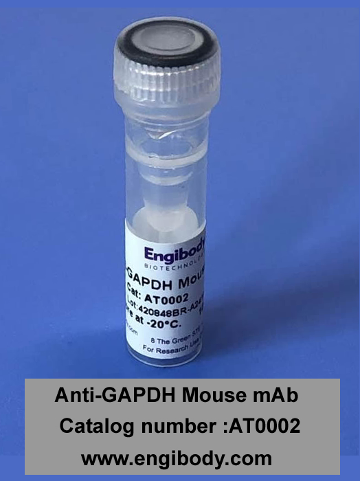 Anti-GAPDH Mouse mAb - Loading Control