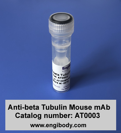 Anti-beta Tubulin Mouse mAb