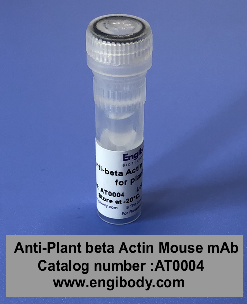 Anti-Plant beta Actin Mouse mAb - Loading Control