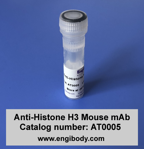 Anti-Histone H3 Mouse mAb