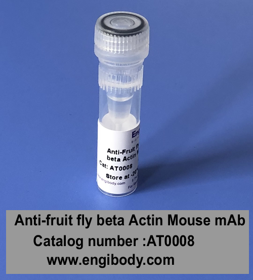 Anti-Fruit fly beta Actin Mouse mAb - Loading Control