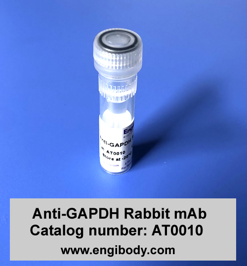 Anti-GAPDH Rabbit mAb - Loading Control
