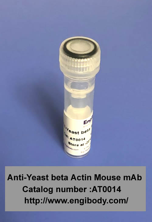 Anti-Yeast beta Actin Mouse mAb - Loading Control