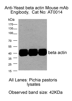 beta actin mouse mAb for yeast WB