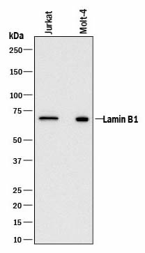 Anti-Lamin B1 antibody
