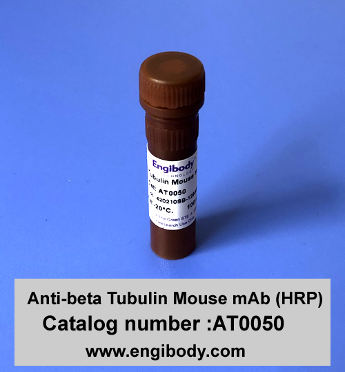 Anti-beta Tubulin Mouse mAb (HRP) - Loading Control