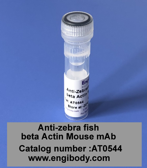 Anti-Zebrafish beta Actin Mouse mAb - Loading Control