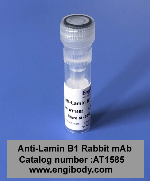 Anti-Lamin B1 Rabbit mAb - Nuclear Loading Control