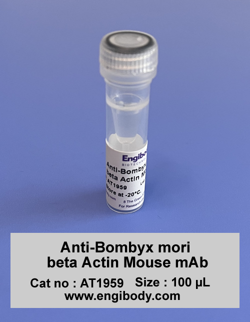 Anti-Bombyx mori beta Actin Mouse mAb