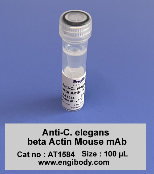 Anti-C. elegans beta Actin Mouse mAb