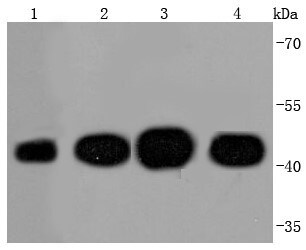 beta actin antibody