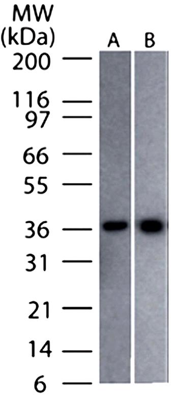 Anti-GAPDH Mouse mAb - Loading Control