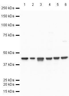 beta actin antibody