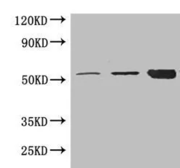 Anti-Rubisco antibody (Plant Loading Control)